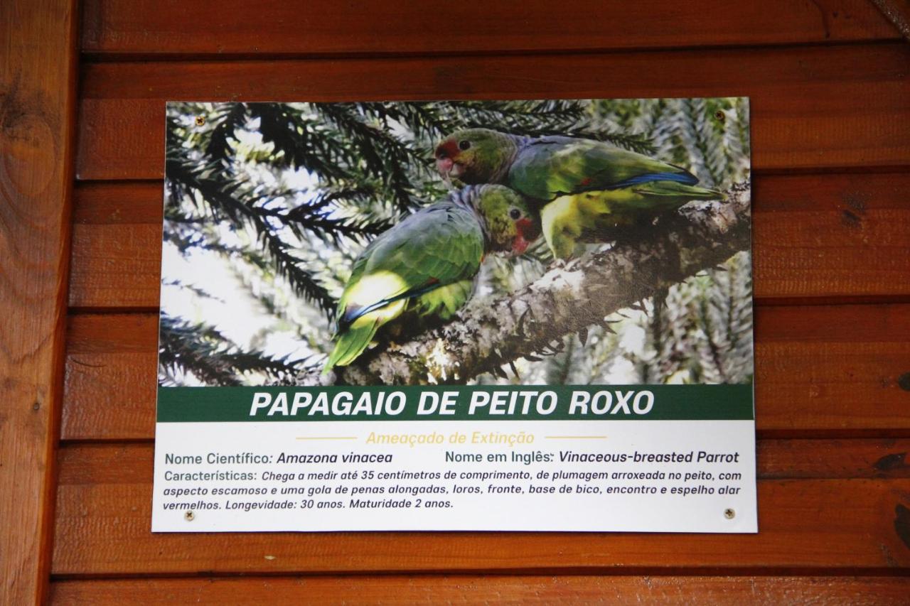 Recanto Da Mata Pousada São Francisco de Paula Extérieur photo